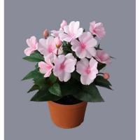 Mű Nebáncsvirág virágtartóban, rózsaszín, 24 cm